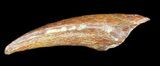 Raptor Claw (Itemirus?) - Bissekty Formation, Uzbekistan #38978-1